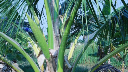 Photo for Coconut flowers in the tree. Bouquet of unopened young green coconut flowers from the sheath on a coconut tree in a mixed organic garden in Thailand with copy space with selective focus. - Royalty Free Image