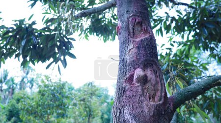 Wounds on the durian tree. Durian trunk with scars on the peel caused by Phytophthora fungus treated with red lime or copper oxychloride on green tree background with hazy sky. Selective focus