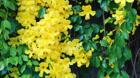 Hermosas flores amarillas de Dolichandra unguis-cati. Primer plano de flores amarillas florecientes de la garra del gato o la garra del gato trompeta enredadera en una valla al aire libre en verano con enfoque selectivo.