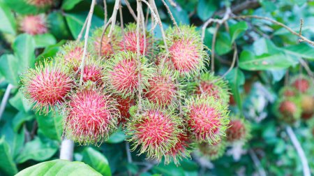 Rote Rambutanfrucht auf dem Baum. Nahaufnahme eines großen Bündels roter Rambutan, der an einem Baum auf einem Hintergrund aus unscharfen dichten grünen Blättern mit selektivem Fokus hängt.