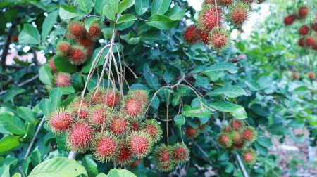 Red rambutan fruit on the tree. A large bunch of red rambutans hangs on the tree against a background of dense green leaves. Rambutan is a delicious and nutritious fruit with a selective focus.