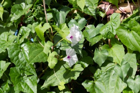Homme de la Terre, Pomme de terre sauvage, Ipomoea pandurata est une vigne indigène, vivace, caduque, de la famille de la gloire du matin. Il a des feuilles en forme de coeur et des fleurs blanches avec des centres roses à violets.