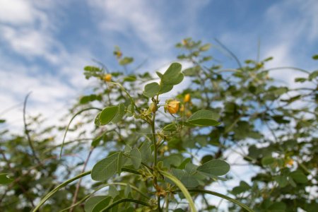 Senna obtusifolia, Chinese senna, American sicklepod, sicklepod plant flowers beans. Wild sicklepod (Senna obtusifolia) plant flowers beans.