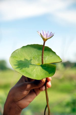 Foto de Sostiene a Lily en el cielo. Nelumbo nucifera, también conocido como loto indio, loto sagrado, frijol de la India, frijol egipcio o simplemente loto, especie de planta acuática en Nelumbonaceae.Shapla shaluk de Bangladesh. - Imagen libre de derechos