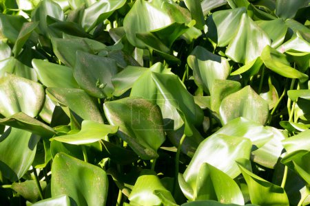 Eichhornia communément appelée jacinthe d'eau, (et aussi connue sous le nom de "terreur du Bengale" ; kochuripana, Pontederia crassipes