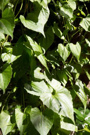 Mikania micrantha ist eine tropische Pflanze, die als Bitterrebe, Kletterhanf oder Amerikanisches Seil bekannt ist. genannt Meile-eine-Minute-Rebe. Asteraceae, Kletterhanf, Japanisches Lota. Stopp kleinerer äußerer Blutungen.