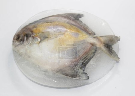 Silver pomfret covered in a piece of ice, after long time kept in freezer. not so fresh.