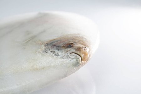 Silberbommel, bedeckt mit einem Stück Eis, nach langer Zeit in der Tiefkühltruhe. nicht so frisch. Kopf-Mund-Ansicht eines gefrorenen Fisches.