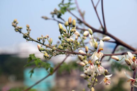 Blüte und junge Blätter der frischen grünen medizinischen Schoten von Moringa oleifera, Meerrettich, Drumstick-Baum in städtischen Dachgarten. Es hat große medizinische Eigenschaften und gesundheitliche Vorteile. Sojna-Daten