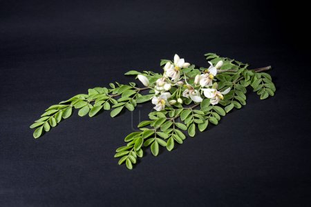 flower and young leaves of Fresh green medicinal Pods of Moringa oleifera, horseradish, drumstick tree Isolated on a black background. it has great medicinal properties and health benefits.