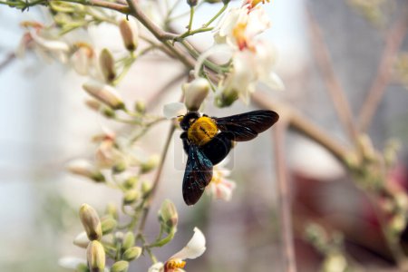 abejorro peludo macho de Early Nesting Humble-Bee, Bombus pratorum volando alrededor de hoja verde y flor de árbol de muslo. recoge la miel flor a flor.