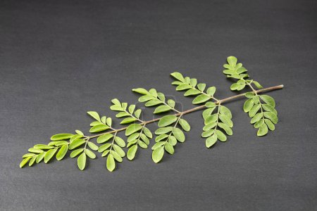 junge Blätter von frischen grünen medizinischen Schoten von Moringa oleifera, Meerrettich, Drumstick Baum Vereinzelt auf schwarzem Hintergrund. Es hat große medizinische Eigenschaften und gesundheitliche Vorteile. Sojna-Daten oder Shak.