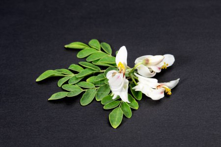 Blüte und junge Blätter von frischen grünen medizinischen Schoten von Moringa oleifera, Meerrettich, Drumstick Baum Vereinzelt auf schwarzem Hintergrund. es hat große medizinische Eigenschaften und gesundheitliche Vorteile.