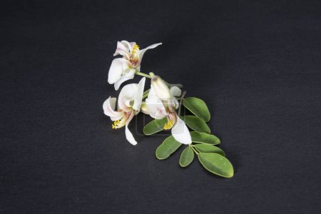 flower and young leaves of Fresh green medicinal Pods of Moringa oleifera, horseradish, drumstick tree Isolated on a black background. it has great medicinal properties and health benefits. Sojna data