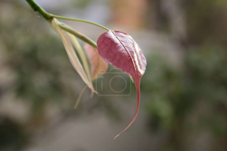 Photo for Young pink Bodhi leaves. Bodhi leaves isolated on white background or Peepal Leaf from the Bodhi tree, Sacred Tree for Buddhist. - Royalty Free Image