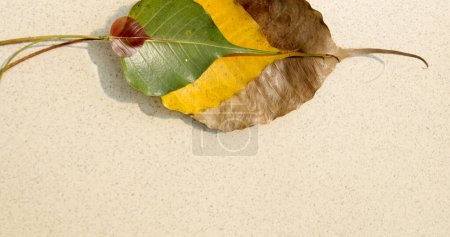 Cuatro etapas de hojas de Bodhi. Bebé, joven, adulto, anciano. Fase de hoja de color rosa, verde, amarillo y marrón para reunir.