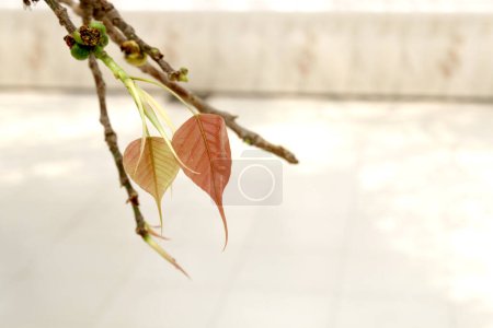 Jeunes feuilles roses de Bodhi. Les feuilles de Bodhi sur l'arbre. Feuille de Pépal de l'arbre Bodhi, arbre sacré pour bouddhiste.
