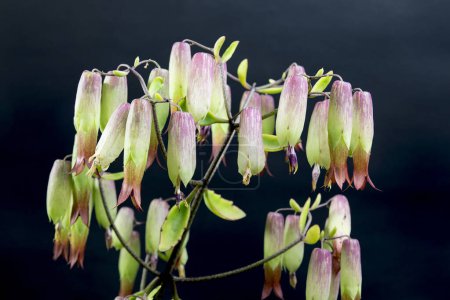 Nahaufnahme Blumen von Kathedralenglocken Blumen. (Bryophyllum pinnatum). Eine Sukkulente aus der Familie der Crassulaceae in der Ordnung Saxifragales. Auf schwarzem Hintergrund beim Studiodreh.