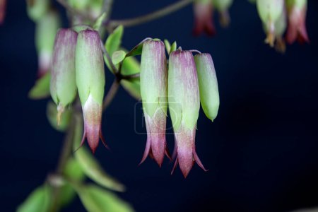 Photo for Closeup of flowers of cathedral bells flowers. (Bryophyllum pinnatum). A Succulent Plant Species of the Crassulaceae Family in the Order Saxifragales. On Black Background in studio shoot. - Royalty Free Image