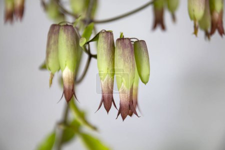 Nahaufnahme von Blumen der Kathedralenglocken Blumen. (Bryophyllum pinnatum). Eine Sukkulente aus der Familie der Crassulaceae in der Ordnung Saxifragales.