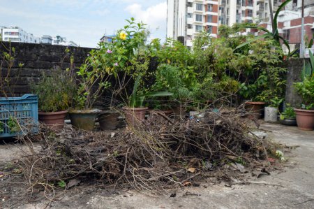 Heap of weeds and tree branches on rooftop garden for burn them. Urban messed up garden.