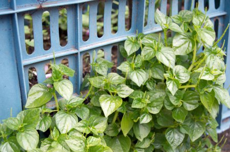 Kleine grüne Blätter der Pflanze Peperomia pellucida. tumpang air, tumpang angin oder suruhan. Peperomia pellucida. Blätter und junge Triebe - in Salaten gegessen oder als Pudding verwendet.