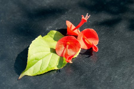 Holmskioldia sanguinea, chapeau chinois, tasse et soucoupe, fleur de parasol, chapeau de mandarines. Floraison en automne et en hiver.