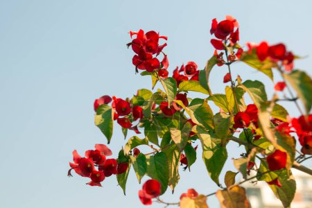 Holmskioldia sanguinea, chapeau chinois, tasse et soucoupe, fleur de parasol, chapeau de mandarines. Floraison en automne et en hiver.