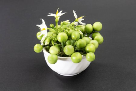 Berenjena verde pequeña berenjena salvaje sobre fondo negro. Solanum paniculatum. Cereza de Turquía.