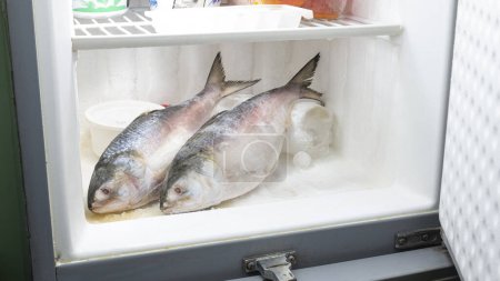 ilish, National fish of Bangladesh Hilsafish ilisha terbuk hilsa herring or hilsa shad Clupeidae family infridge, popular famous both Bengali's in India and Bangladesh. Stored in refrigerator.