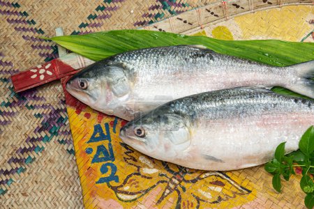 ilish on welcome tray, National fish of Bangladesh Hilsafish ilisha terbuk hilsa arenque o hilsa shad Clupeidae familia sobre fondo blanco, famosos tanto bengalíes en Kolkata India y Bangladesh.
