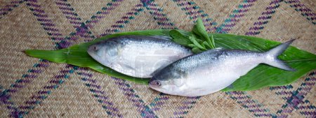ilish, National fish of Bangladesh Hilsafish ilisha terbuk hilsa herring or hilsa shad Clupeidae family on white background, popular famous both Bengali's in India and Bangladesh