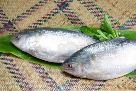 Photo for Ilish, National fish of Bangladesh Hilsafish ilisha terbuk hilsa herring or hilsa shad Clupeidae family on white background, popular famous both Bengali's in India and Bangladesh - Royalty Free Image