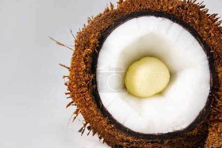 Eine Kokosnuss, die mit Kokos- oder Kokosfasern bedeckt ist und weißes Fleisch oder Kokosfleisch und Kokosembryo in Hälften geschnitten hat.