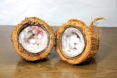 non edible rotten coconut. Wasted moldy tropical food with fungus growth. germination failure of coconut.