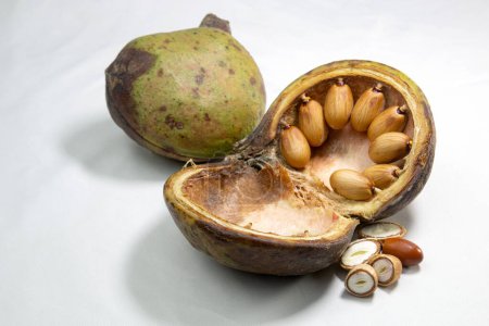 Une noix, Badam. écrous en perles comme coquille. Pterygota macrocarpa. Une décoction des feuilles est bue contre les problèmes d'estomac, de vessie et d'urine et contre les flatulences.