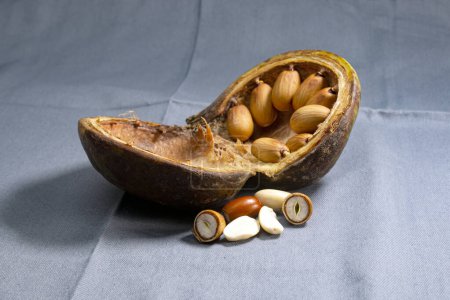 Baumnuss, Badam. Nüsse zu Perlen wie Schalen. Pterygota macrocarpa. Ein Sud aus den Blättern wird gegen Magen-, Blasen- und Harnbeschwerden sowie gegen Blähungen getrunken.