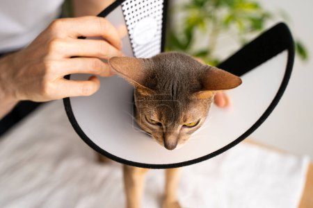 Photo for A caring owner puts an Elizabethan Collar on a blue Abyssinian domestic cat for protection and healing. Vet-recommended care ensures a swift recovery. Pet care concept, veterinary, healthy animals. - Royalty Free Image