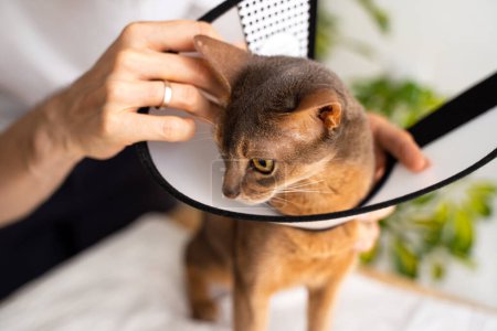 Photo for A caring owner puts an cone on a blue Abyssinian domestic cat for protection and healing. Vet-recommended care ensures a swift recovery. Pet care concept, veterinary, healthy animals. - Royalty Free Image