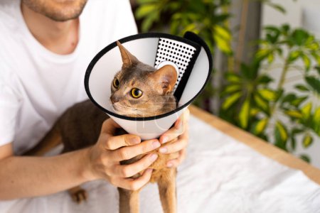 Photo for A caring owner gently strokes his blue Abyssinian domestic cat wearing an cone for protection and healing. Concept of pet care and well-being, emphasizing veterinary support and the health of animals. - Royalty Free Image