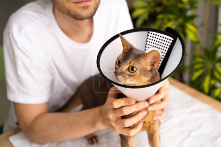 Photo for Caring owner lovingly pets his blue Abyssinian domestic cat wearing an e-collar for protection and healing. Concept of pet care and well-being,emphasizing veterinary support and the health of animals - Royalty Free Image