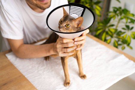 Photo for Domestic abyssinian cat wearing an e-collar, receiving attentive care from it owner. The cone ensures a safe and comfortable healing process. Pet care concept, veterinary, healthy animals. - Royalty Free Image