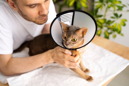 Photo for Domestic abyssinian cat after surgery wearing an e-collar, receiving attentive care from it owner. The cone ensures a safe and comfortable healing process. Animal healthcare concept. - Royalty Free Image