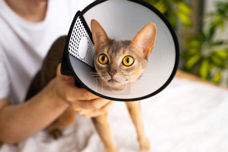 Photo for Close-up portrait of a blue Abyssinian cat with an e-collar, which is carefully held in his hands by the man owner. necessary care and attention. Protective cone is aiding the recovery after surgery. - Royalty Free Image