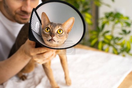 Photo for Portrait of a beautiful, cute, and charming blue Abyssinian cat wearing an e-collar, which is carefully held in his hands by the male owner. Protective cone is aiding in the recovery. Copy space. - Royalty Free Image
