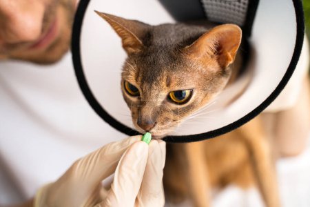 Photo for Close up Abyssinian cat with an cone receives pill, tablet from its caring vet, who is wearing white medical gloves. Medical treatment ensure a healthy recovery. Pet care concept, veterinary. - Royalty Free Image
