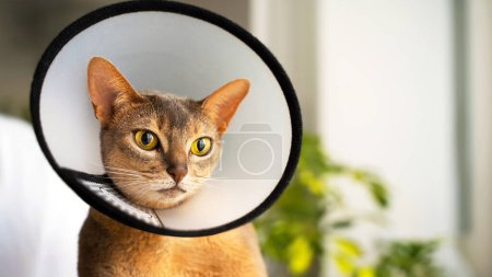 Photo for Close-up portrait of a blue Abyssinian cat with an cone, which is carefully held in his hands by the man owner. Animal healthcare, Pet care concept, veterinary, healthy animals. Copy space. - Royalty Free Image