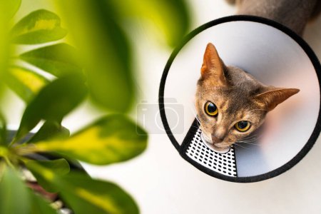Photo for Abyssinian cat wearing an e-collar and cone of shame curiously attempts to eat a leaf from a houseplant. Preventive care indoors ensures its safety and recovery. Pet care concept, protective measures. - Royalty Free Image