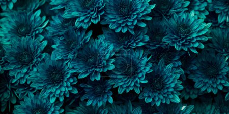 Beau fond bleu fleurs Chrysanthèmes. Macro photo prise du dessus