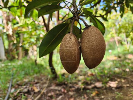 Photo for Manilkara zapota is a medium-sized, bushy perennial. The oval fruit is brown with a high sugar content. and contains vitamins A and C, calcium, phosphorus - Royalty Free Image